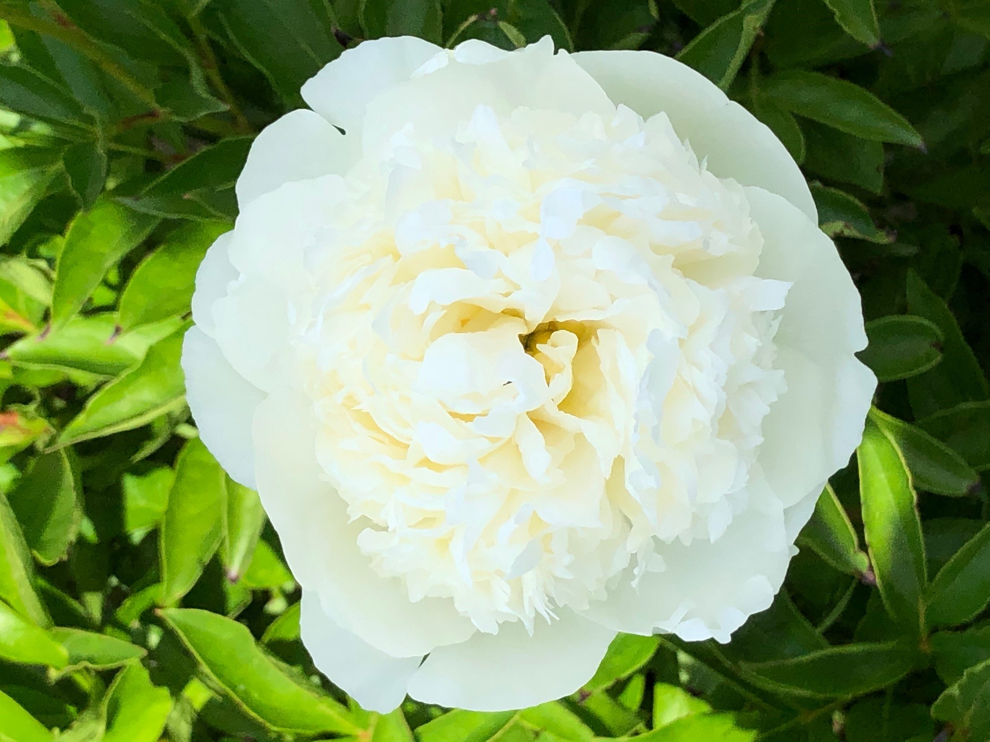 Peony Bridal Gown Flower
