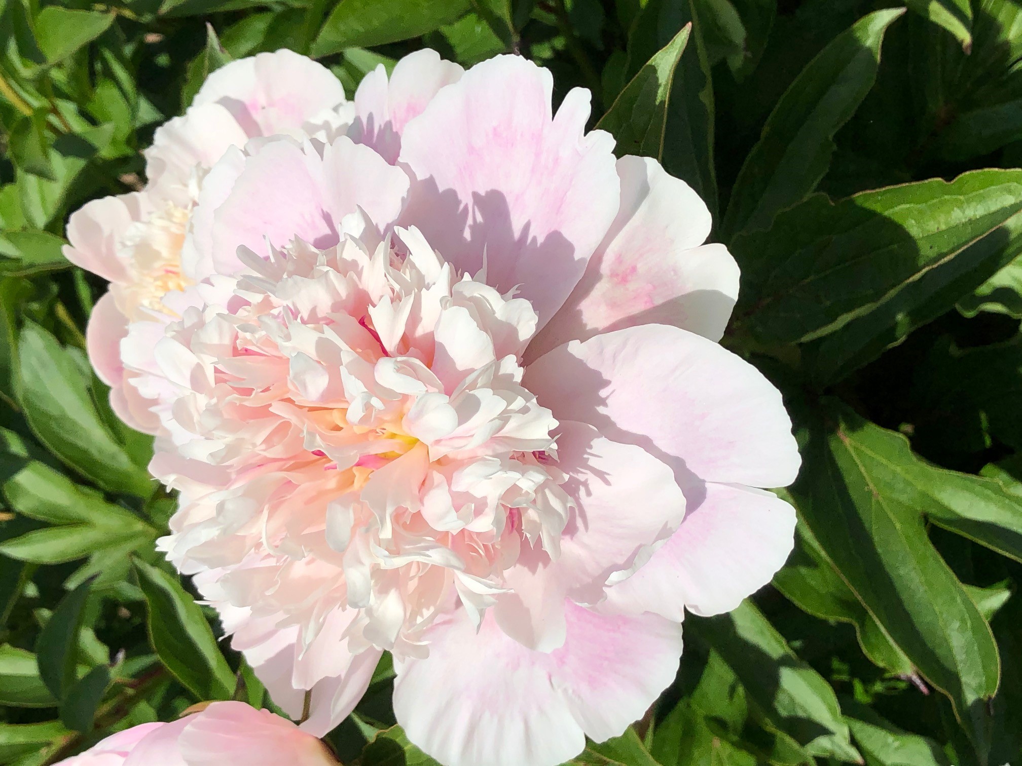 Peony Do Tell Flower