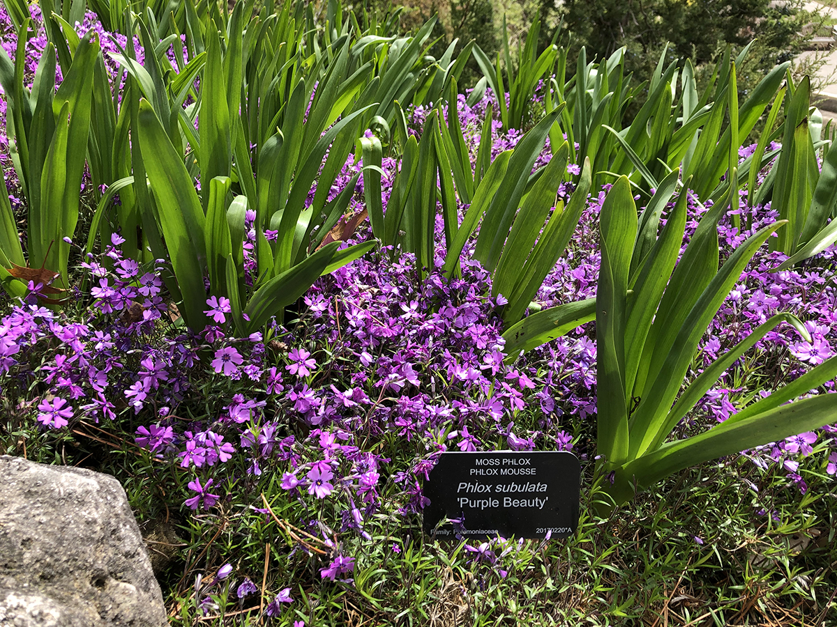 Phlox subulata