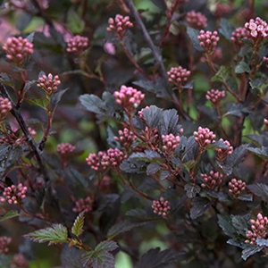 Shrub With Dark Foliage And Tiny Pink Blooms