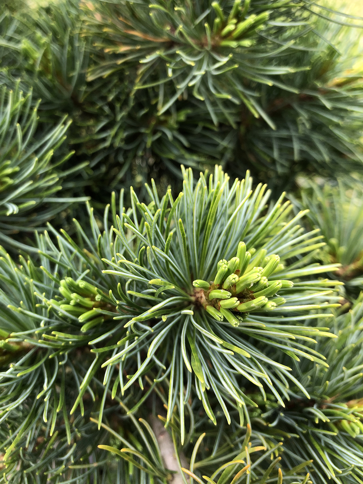 Pinus parviflora 'Fukuzumi'