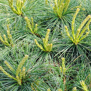 White Pine Needles