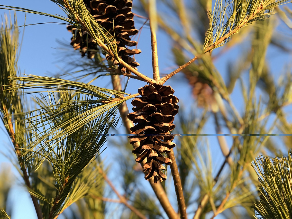 Pinus strobus pinecone