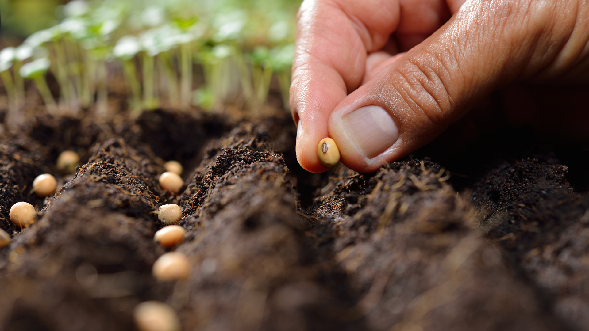 Planting small seeds in row