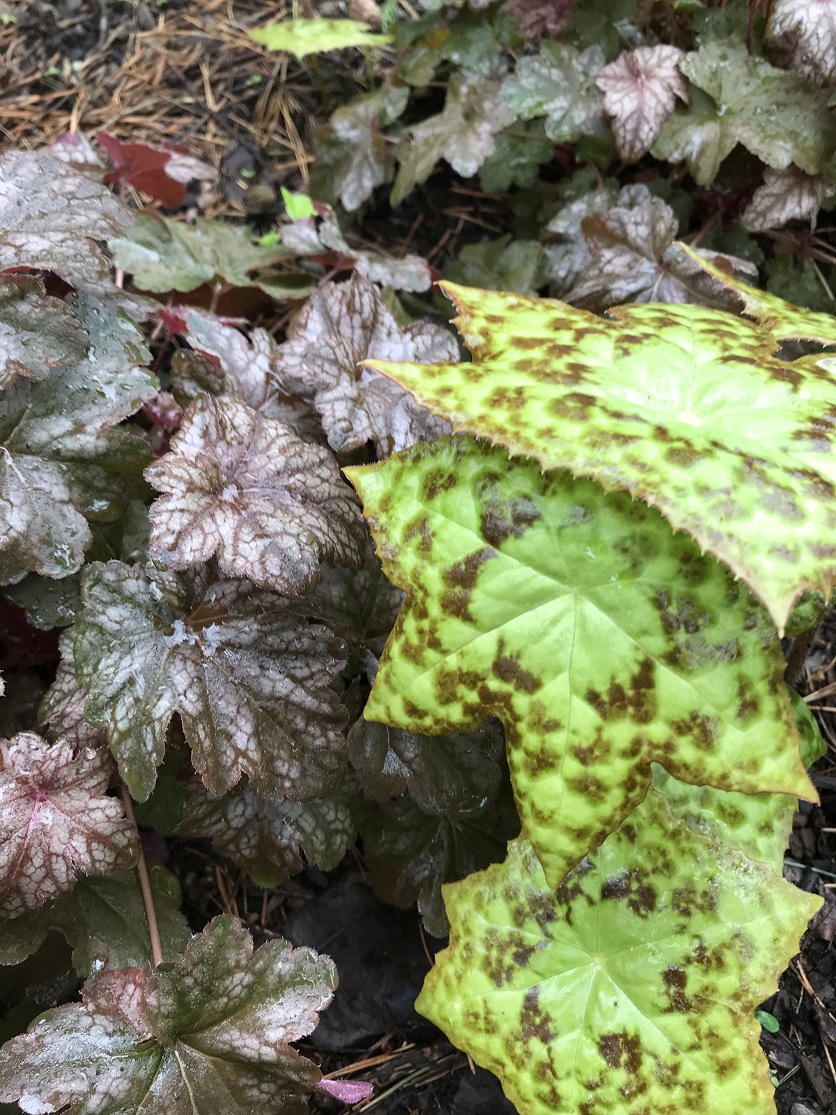 Podophyllum 'Spotty Dotty'