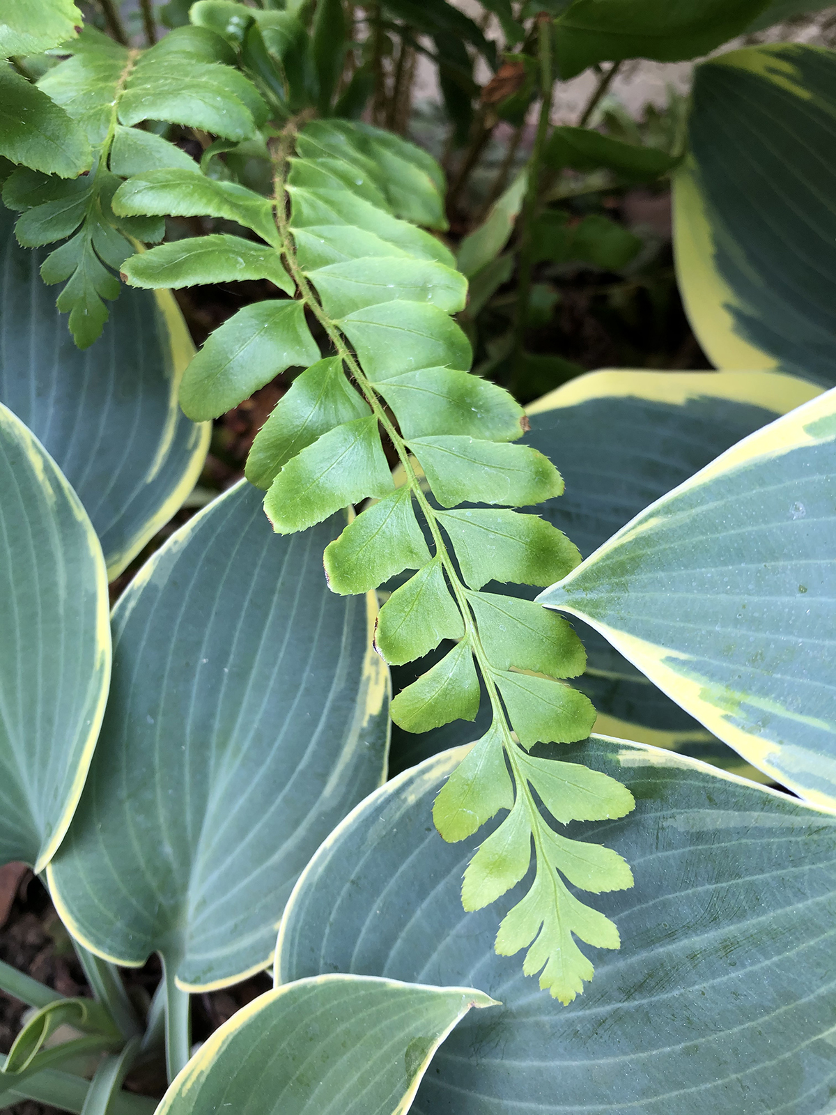 Polystichum acrostichoides
