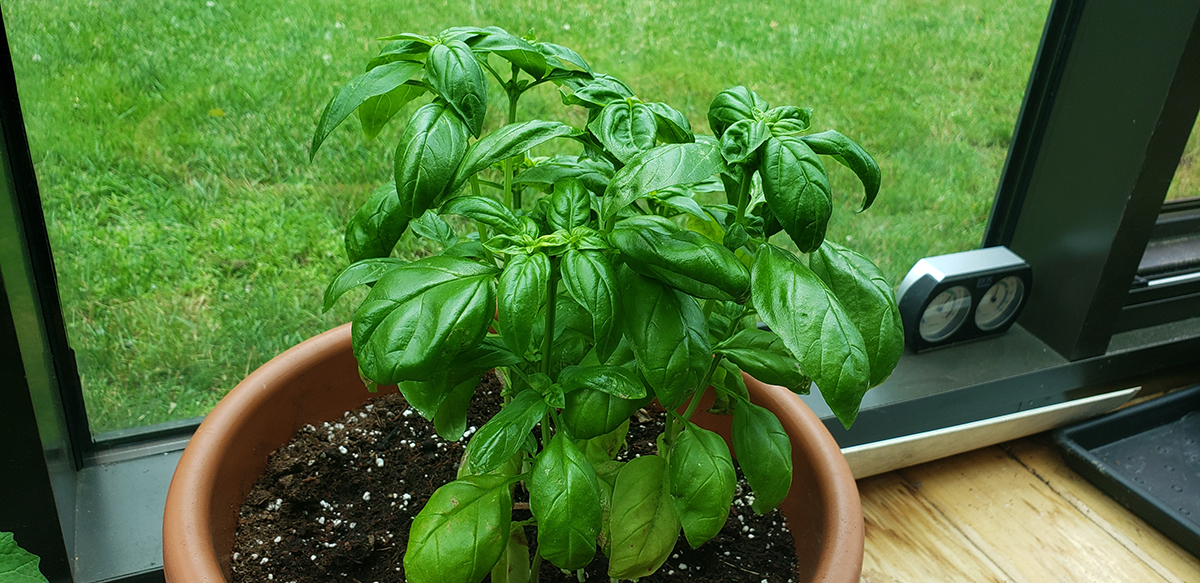 Potted Basil in Windowsil