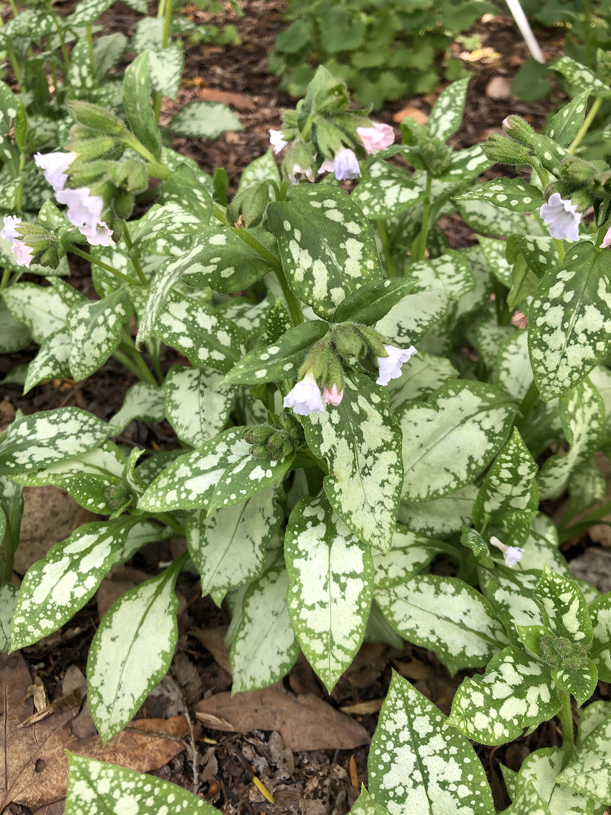 Pulmonaria 'Moonshine'