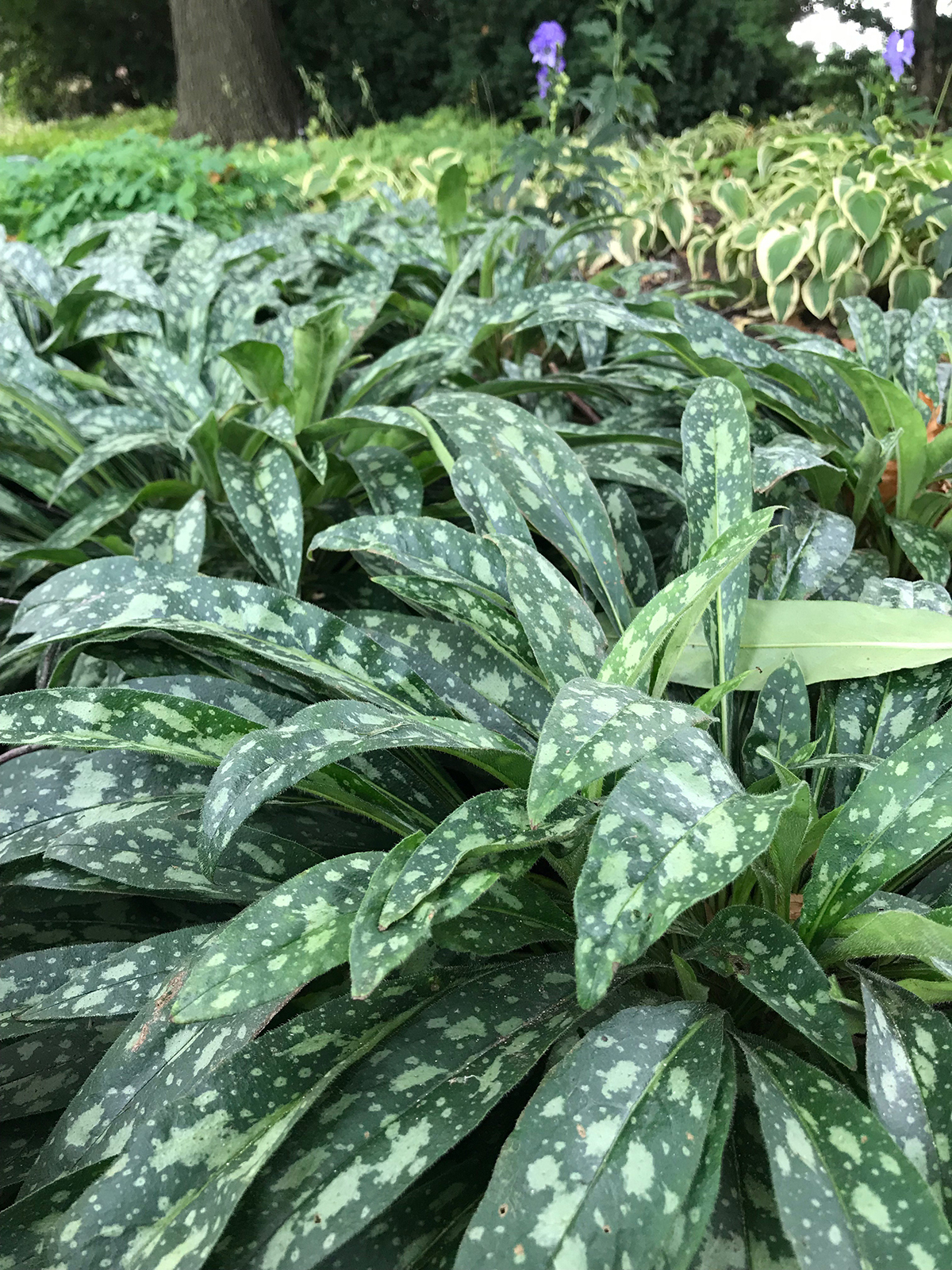 Pulmonaria 'Raspberry Splash'