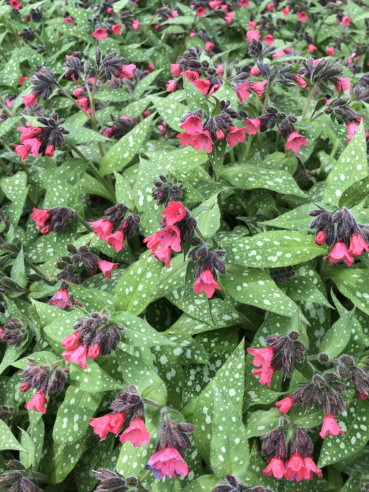 Pulmonaria 'Shrimps on the Barbie'