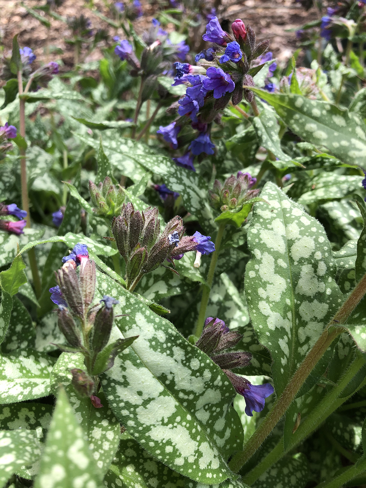 Pulmonaria 'Trevi Fountain'