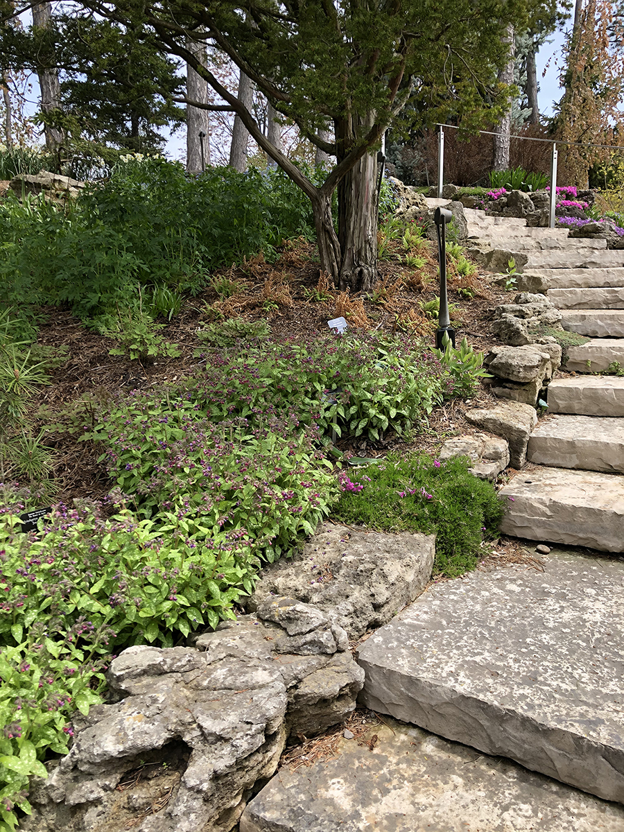 Pulmonaria 'Victorian Brooch' along staircase at Rock Garden