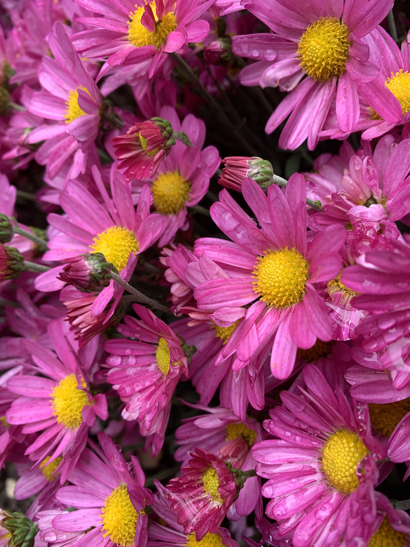 Purple mums with yellow centres