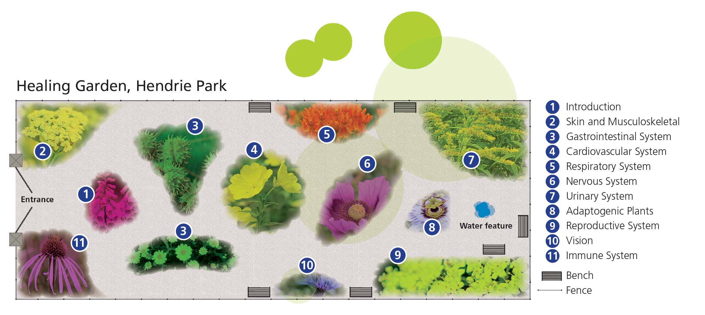 Healing Garden map highlighting the various plant systems arranged throughout the new garden The new water feature will be placed at the back of the garden near the adaptogenic plants.