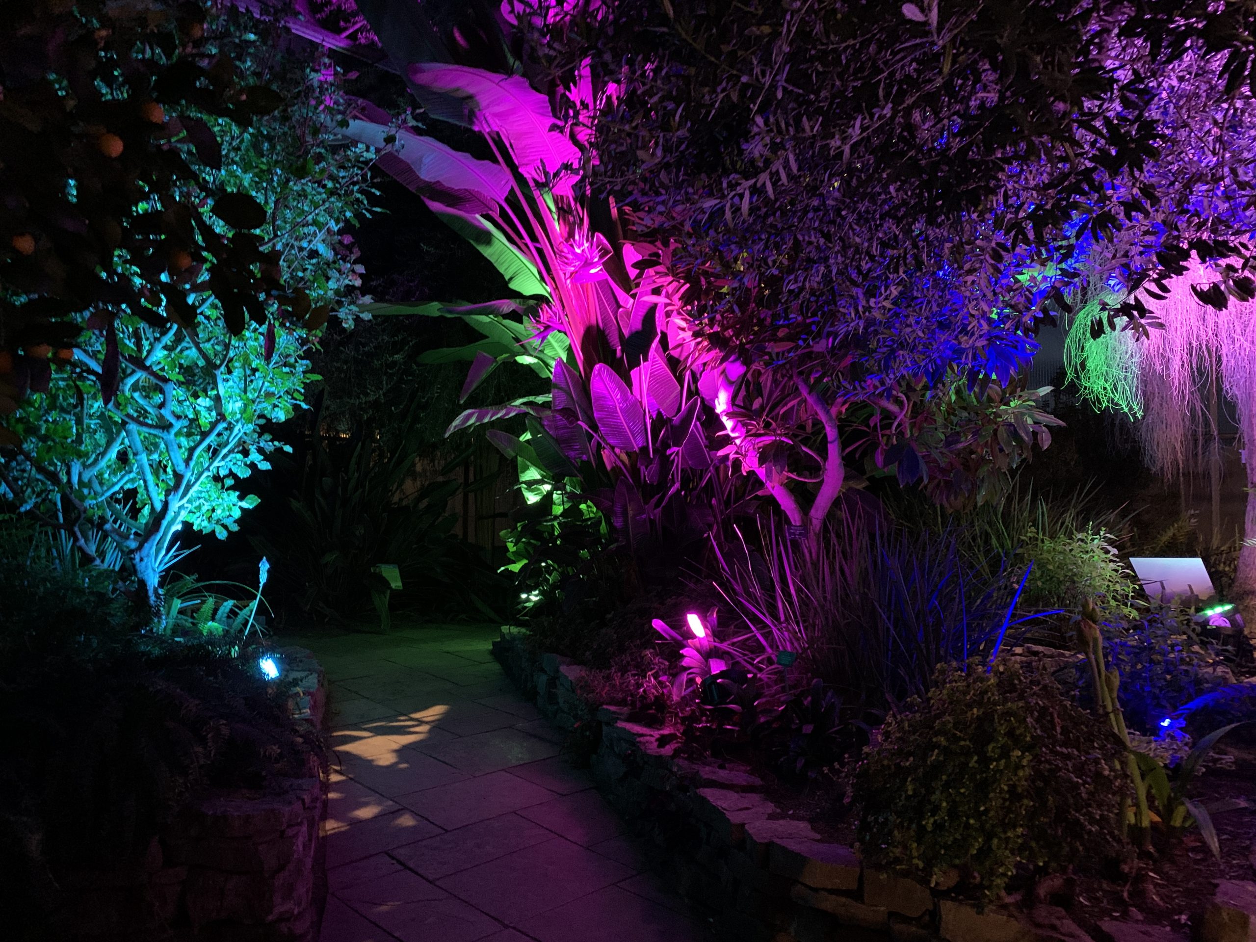 purple, pink, and turquoise lights shining up towardsplants in the Mediterranean garden