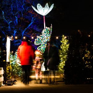 RBGWinterWonders-TomJaffray Bloodroot sculpture at the centre surrounded by lit christmas trees. Three people are walking down the path with a blurry exposure