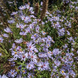 Rain Garden - Aster sp. (B. Killingbeck) Purple Aster sp.