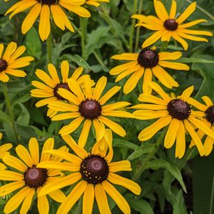 Rain Garden - Black Eyed Susan (B. Killingbeck) Black Eyed Susan