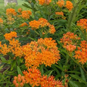 Rain Garden - Butterfly Milkweed (B. Killingbeck) Butterfly Milkweed