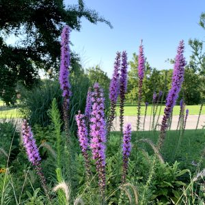 Rain Garden - Dense Blazing Star (M. Peirce) Dense Blazing Star
