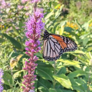 Rain Garden - Monarch 2 Monarch butterfly on Dense Blazing Star