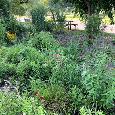 Rain Garden - Overview (M. Peirce) Rain Garden - Overview (M. Peirce)