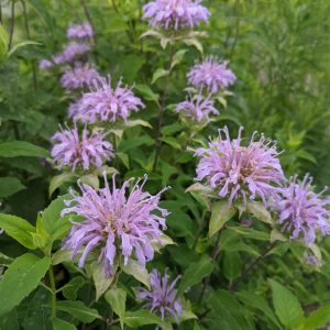 Rain Garden - Wild Bergamot (B. Killingbeck) WIld Bergamot