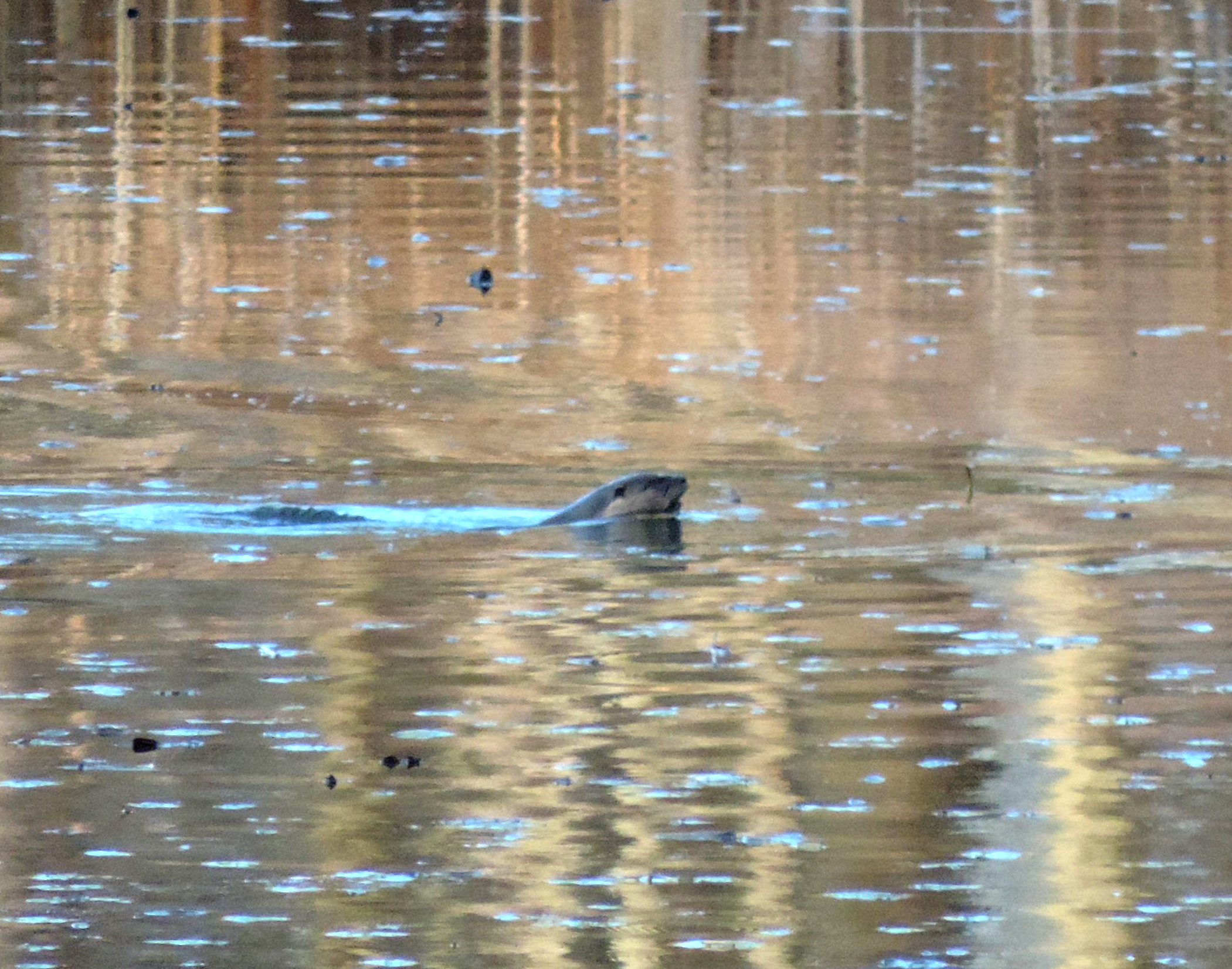 River otter swimming in hendrie valley river