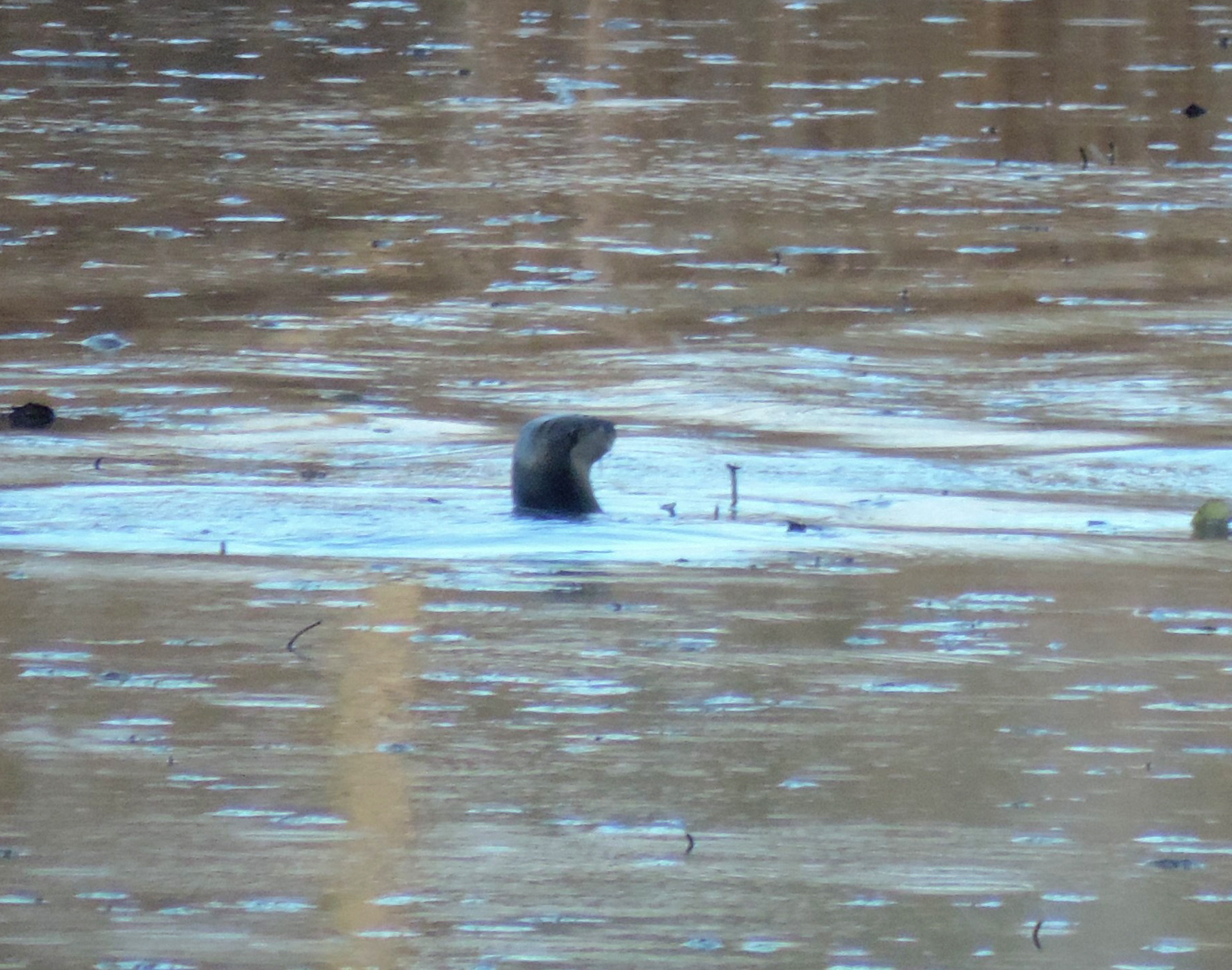 River otter swimming in hendrie valley river