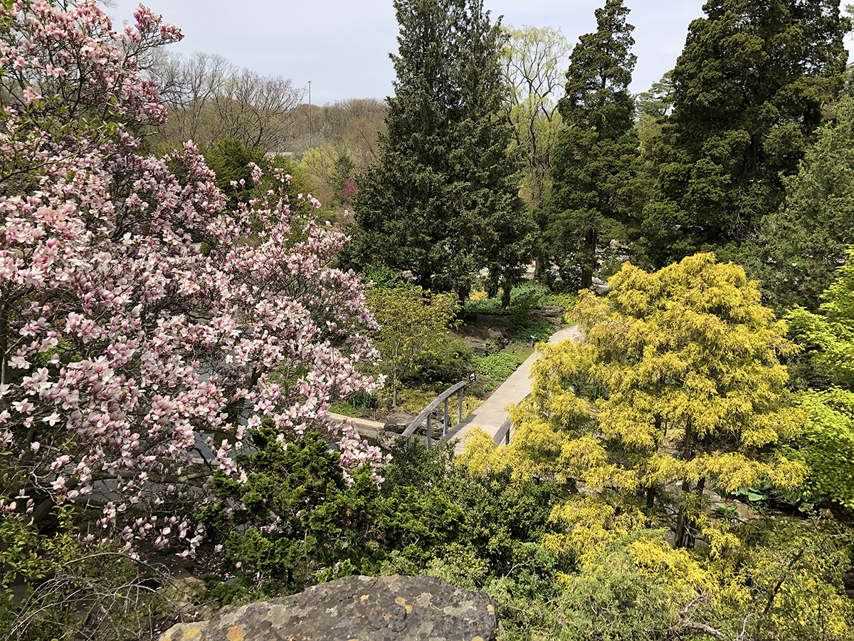 conifers at Rock Garden in the spring