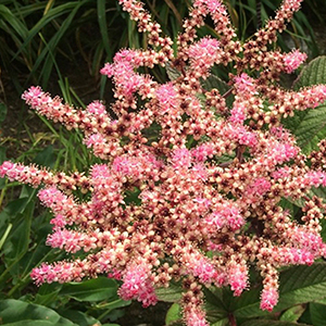 Rodgersia Pinnata Pink Blooms On Long Stems
