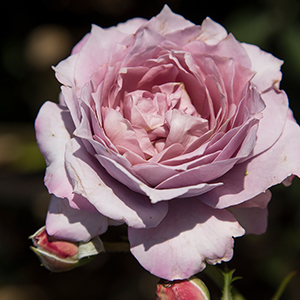 Light Purple Garden Rose In Bloom
