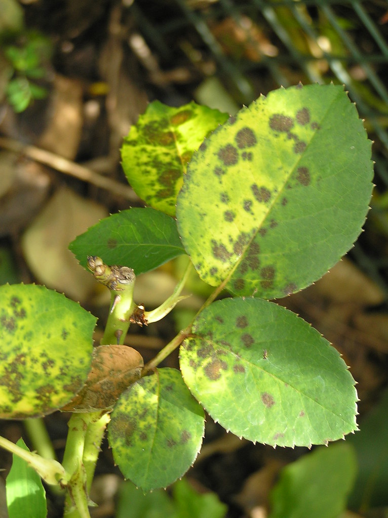 Black Spot on rose leaves