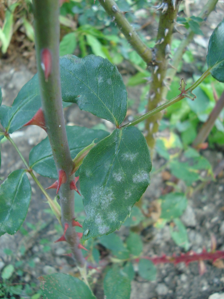Powdery Mildew on a rose bush