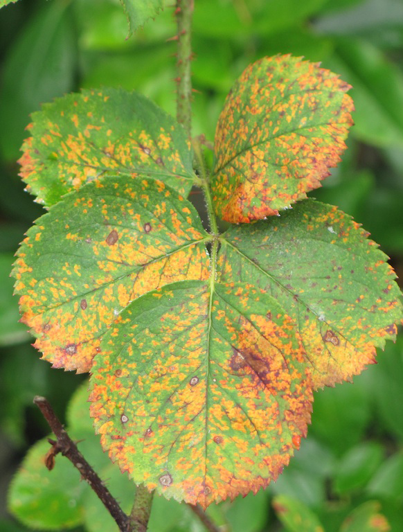 Rose Rust on leaves