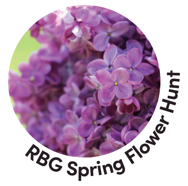 Spring Flower Hunt - Lilac
