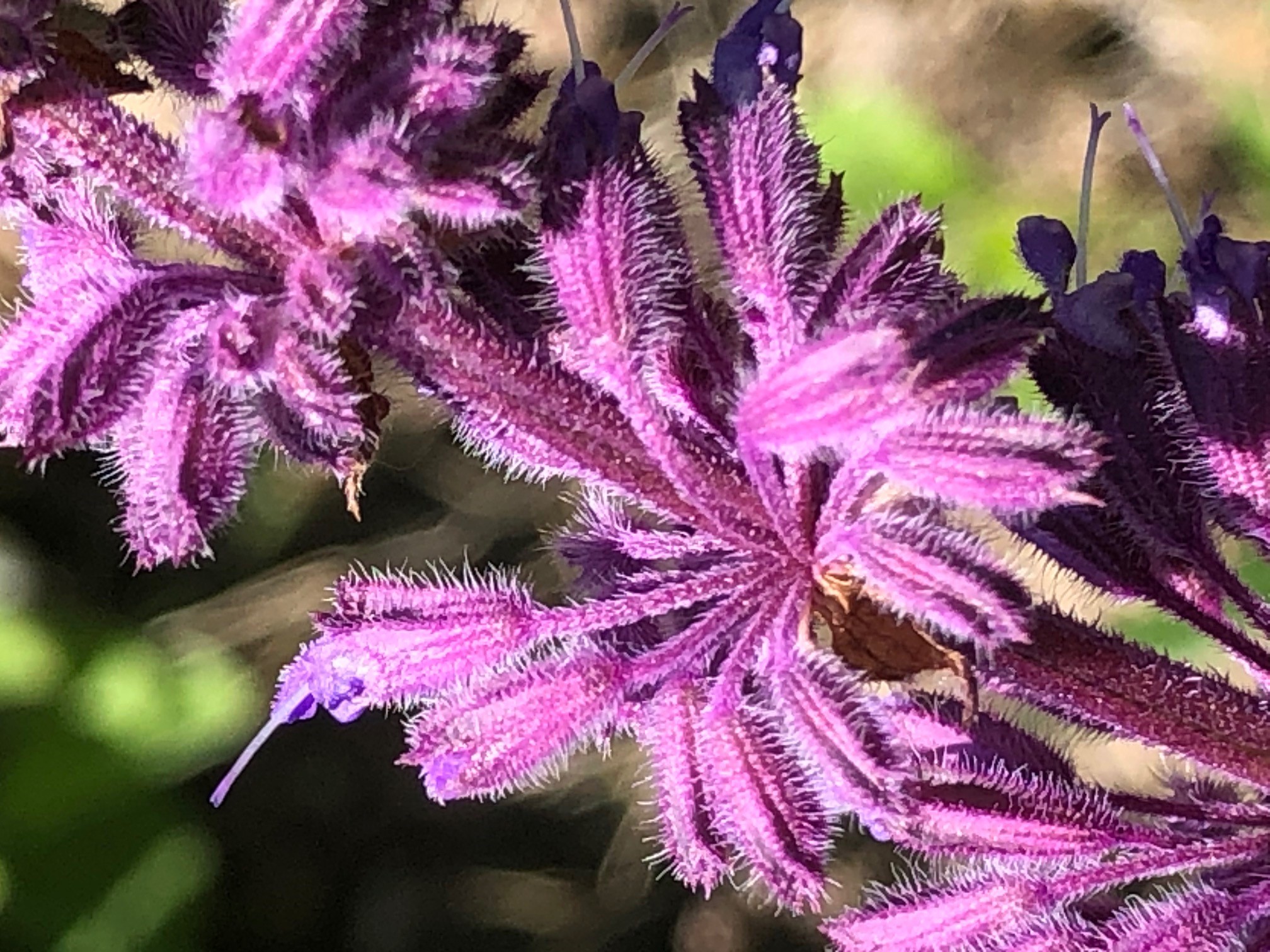 Salvia Purple Rain Flower
