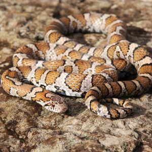 Sciensational Snakes - Eastern Milksnake Eastern milksnake resting on the dirt