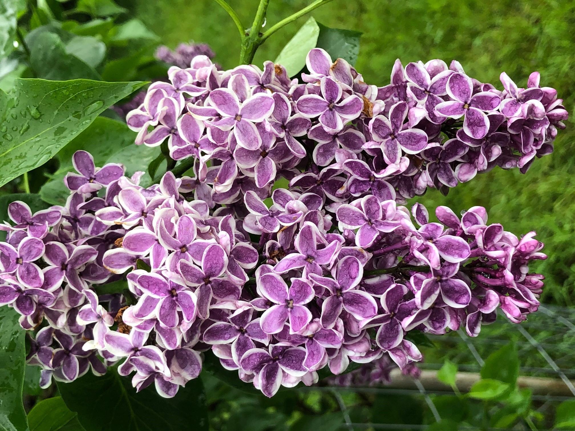 Sensation Lilac Bloom