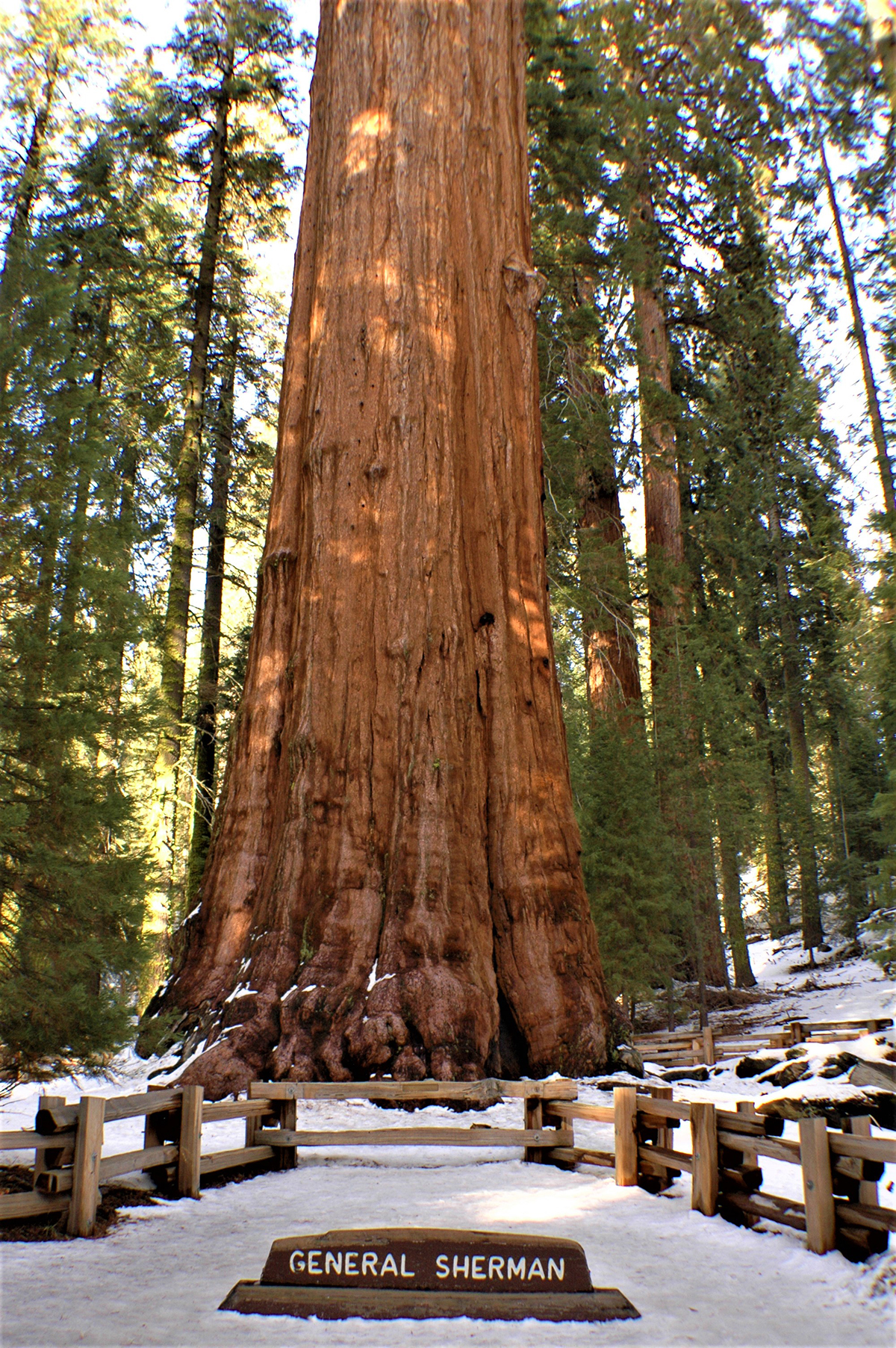 Sequioadendron giganteum - 'General Sherman' - Sequoia National Park
