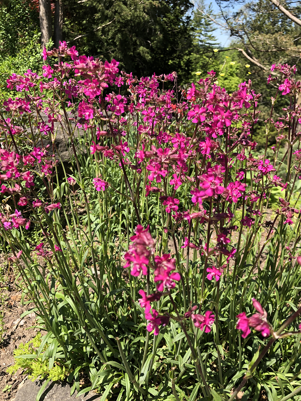 Silene viscaria 'Splendens Plena'