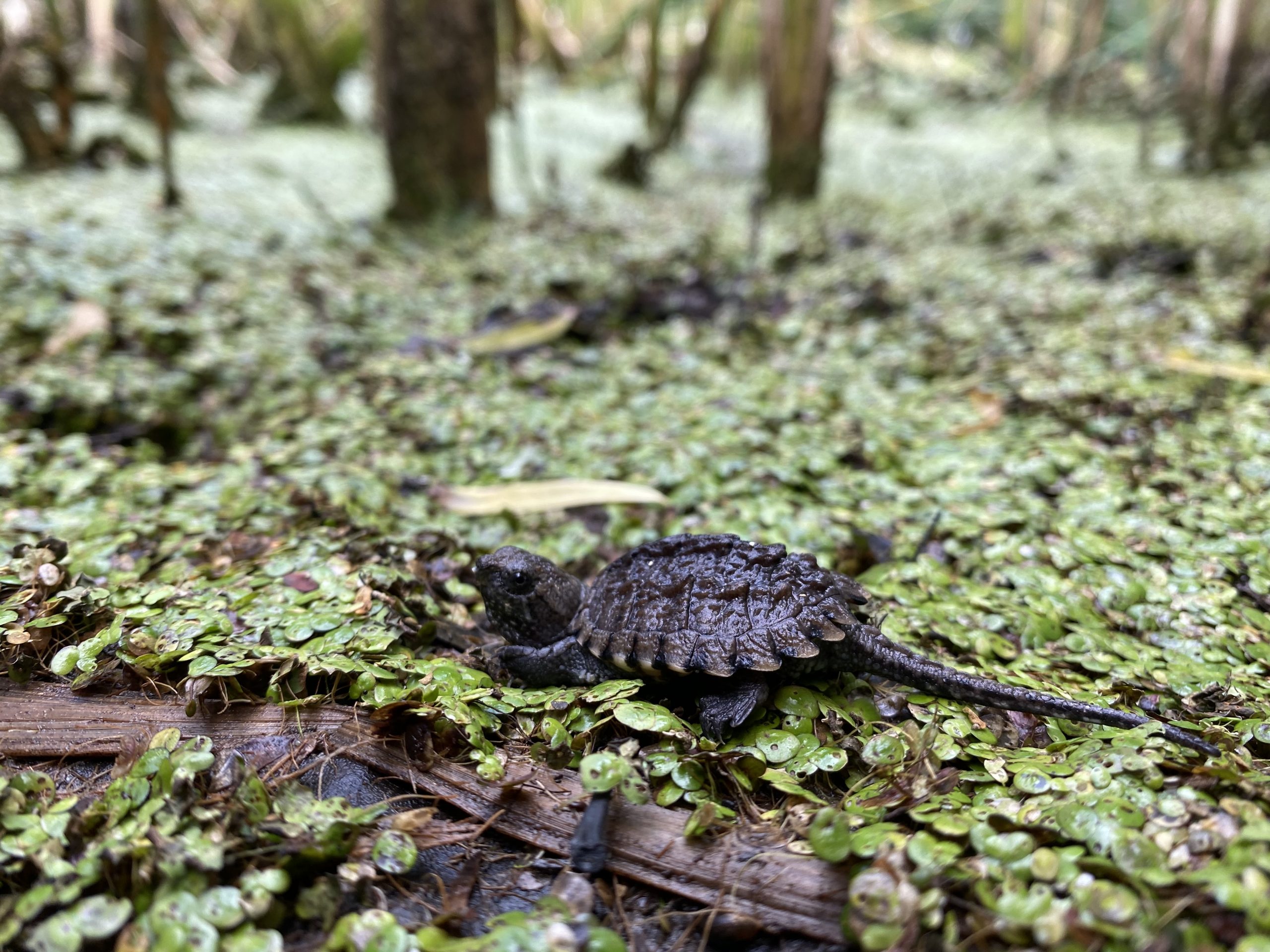 snapping turtle hatchling in the forest