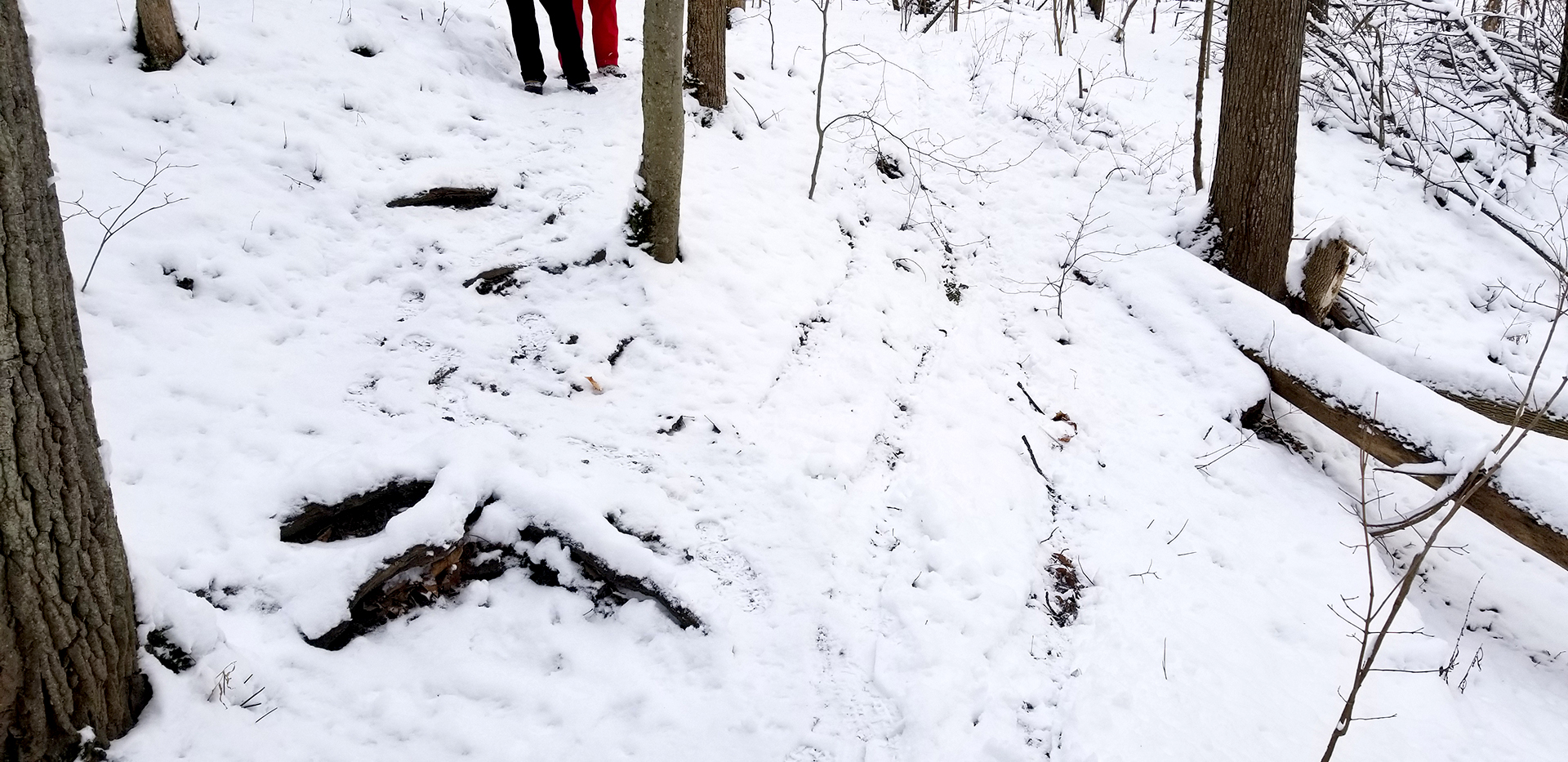 Snow covered hiking trail