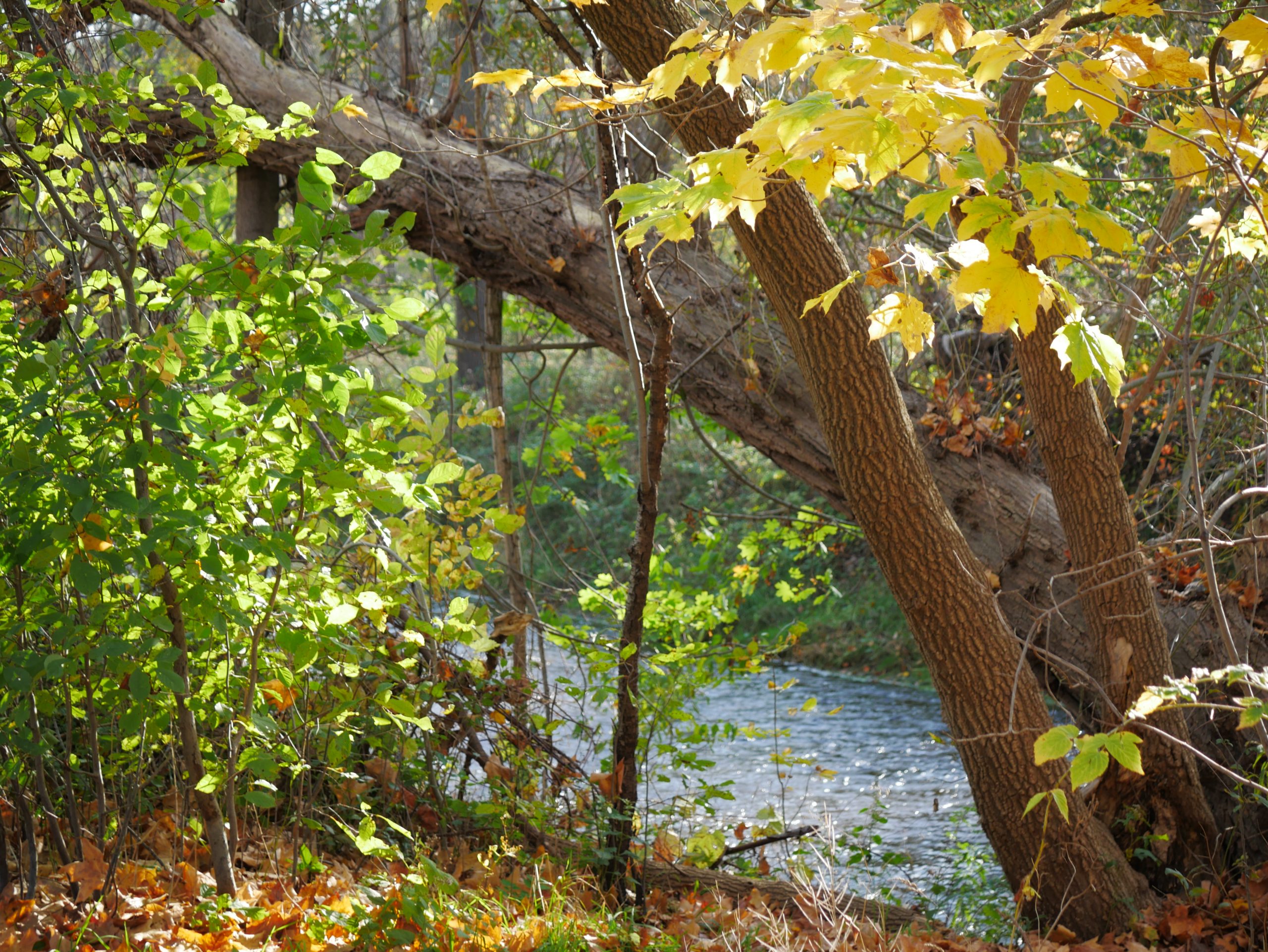 spencer-creek-fall-colours