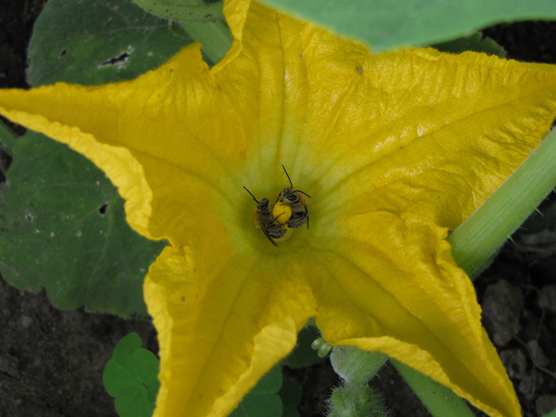 Two bees pollinating squash flower