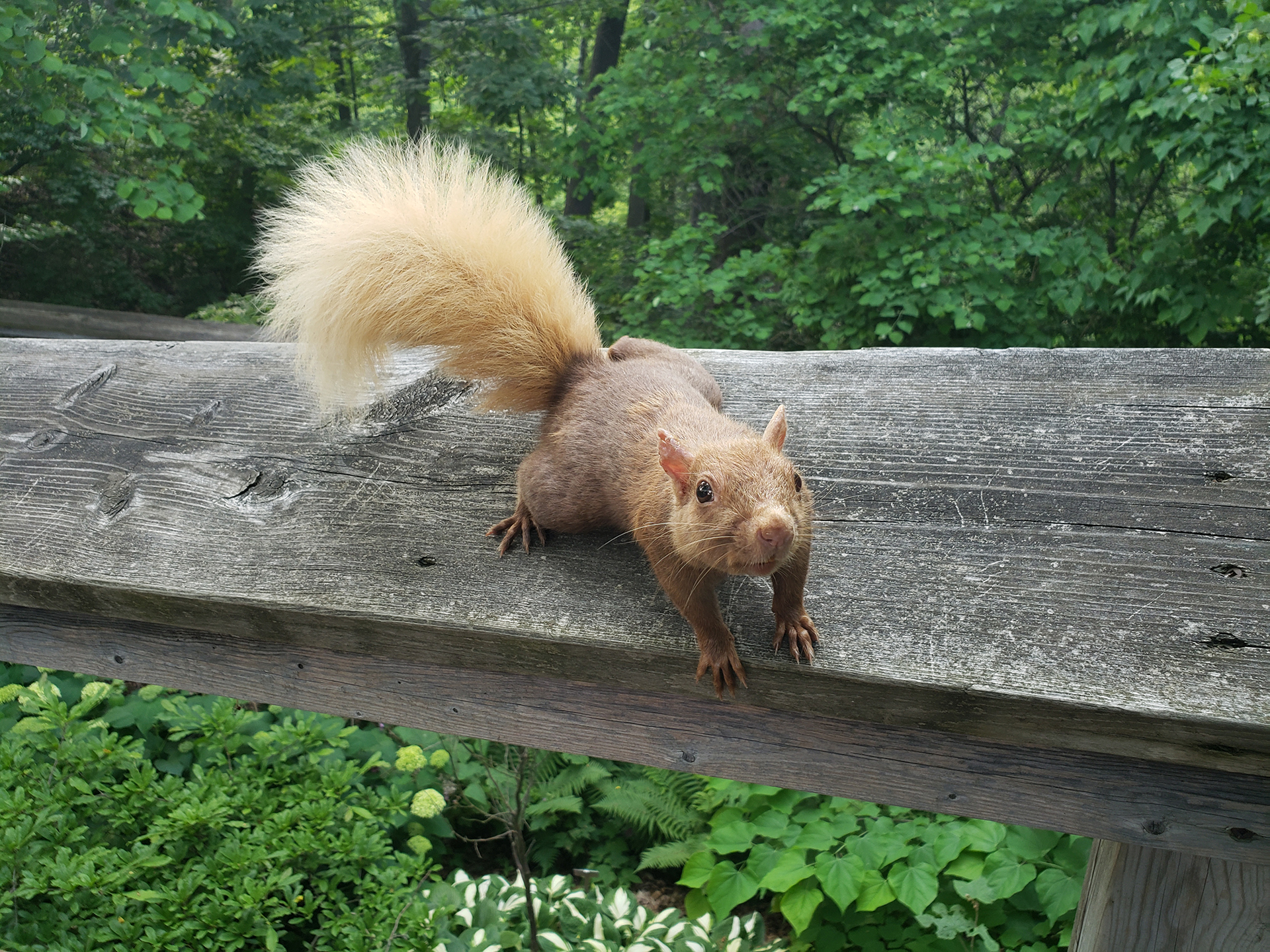 Blond squirrel on a handrail along the trails