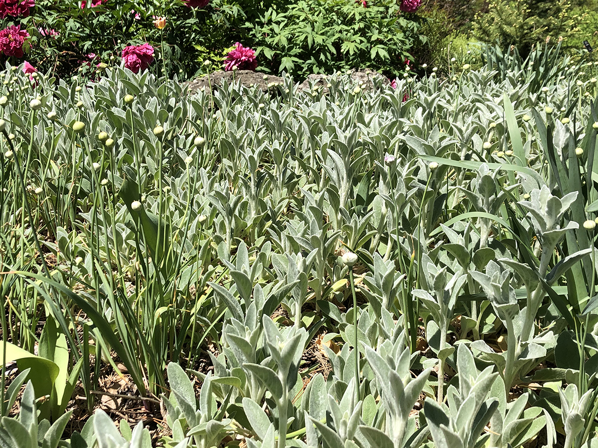 Stachys byzantina 'Silver Carpet'