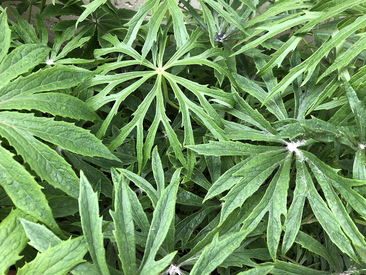 Syneilesis aconitifolia