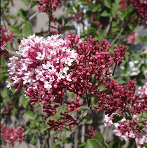 Lilac Just Starting To Bloom