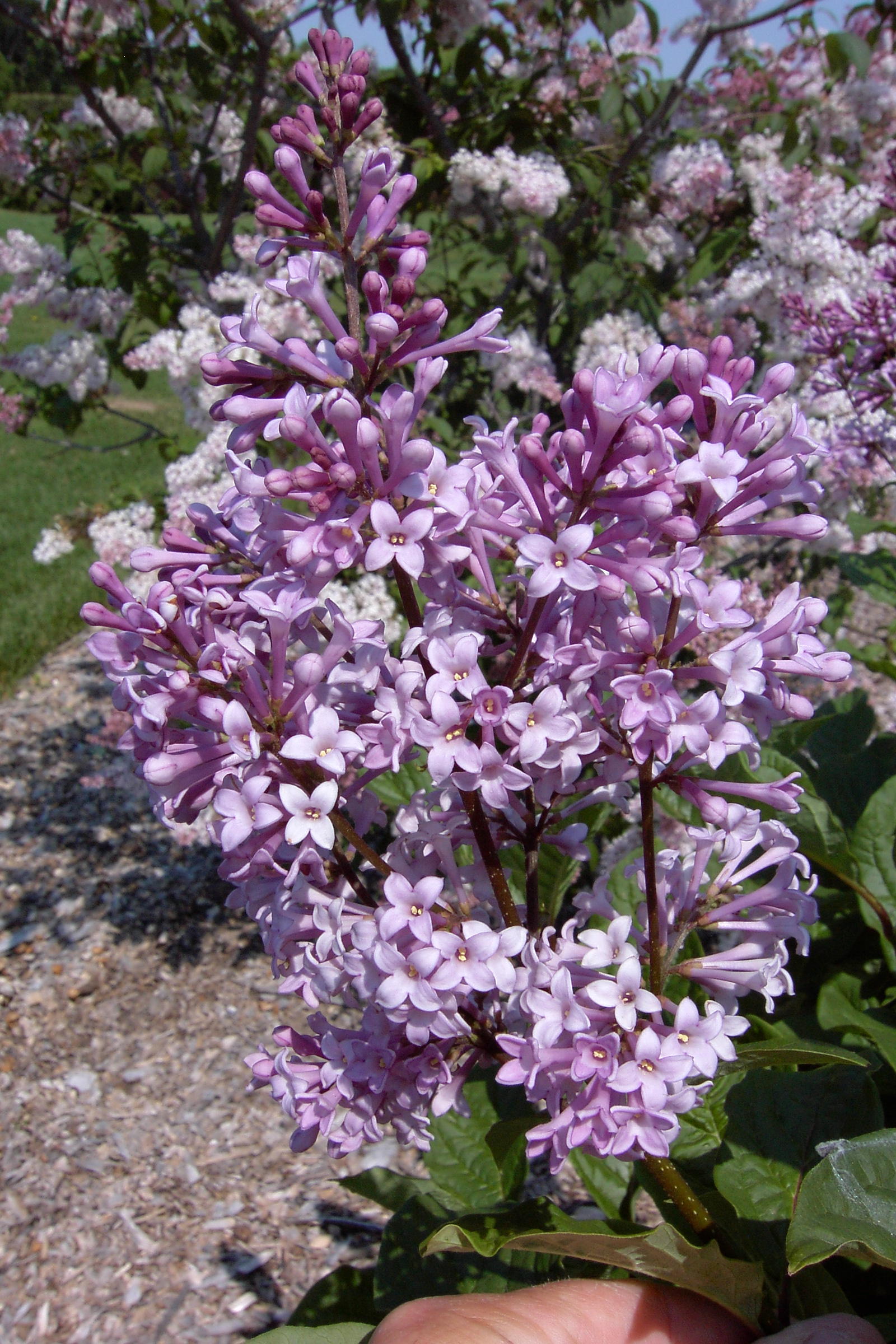 Syringa komarowii subsp. reflexa lilac blooms